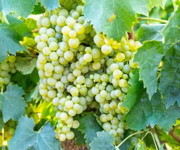 Produit du terroir