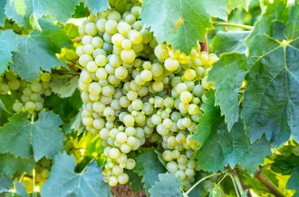 Produit du terroir
