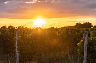 Visite du vignoble Maxime Pinard