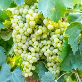 Produit du terroir