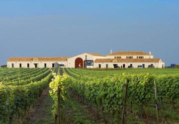 Vignoble Maxime PINARD