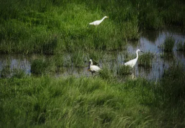 Marais de la Seudre_2