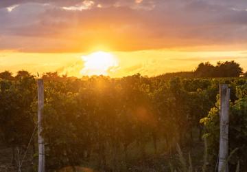 Visite du vignoble Maxime Pinard